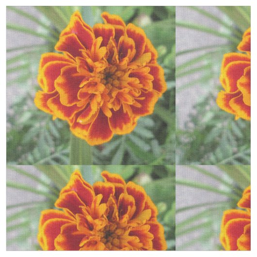 Oranje marigoldventiel stof (Close Up)