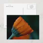 oranje marigolet briefkaart (Voorkant / Achterkant)
