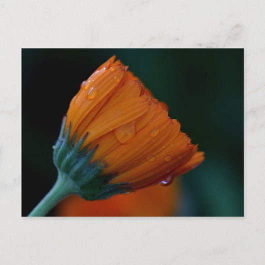 oranje marigolet briefkaart (Voorkant)