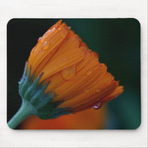 Oranje marigolet muismat