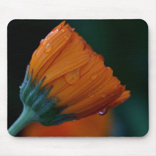 Oranje marigolet muismat (Voorkant)