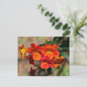 Oranje Marmalade Struik Briefkaart (Staand voorkant)