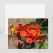 Oranje Marmalade Struik Briefkaart (Voorkant / Achterkant)