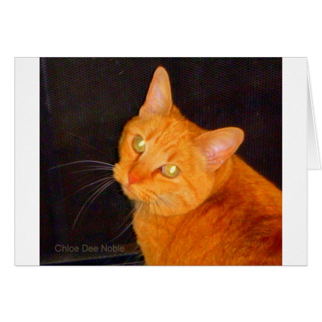 Oranje marmelade (Voorkant Horizontaal)