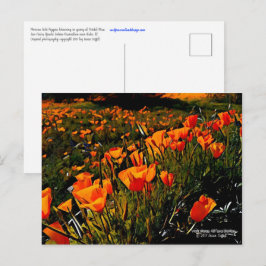 Oranje Mexicaans Gouden Klaprozen bloeien in de le Briefkaart