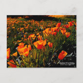 Oranje Mexicaans Gouden Klaprozen bloeien in de le Briefkaart (Voorkant)