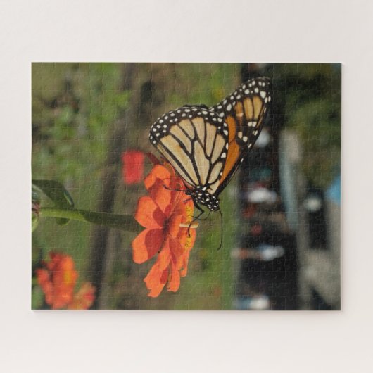 Oranje monarchvlinder tijdens Kaapse meitrek Legpuzzel (Horizontaal)