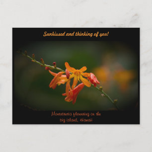 Oranje Montbretia-ventilator Briefkaart