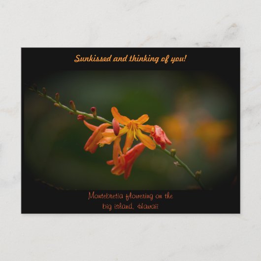 Oranje Montbretia-ventilator Briefkaart (Voorkant)