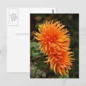 Oranje najaar dahlia briefkaart bloemen (Voorkant / Achterkant)