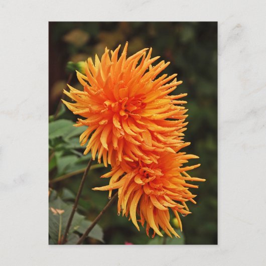 Oranje najaar dahlia briefkaart bloemen (Voorkant)
