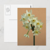 Oranje Narcissus Briefkaart (Voorkant / Achterkant)