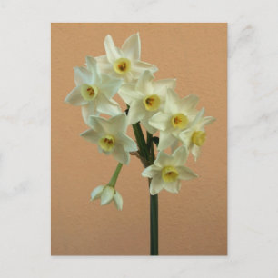 Oranje Narcissus Briefkaart