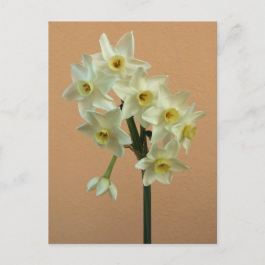 Oranje Narcissus Briefkaart (Voorkant)