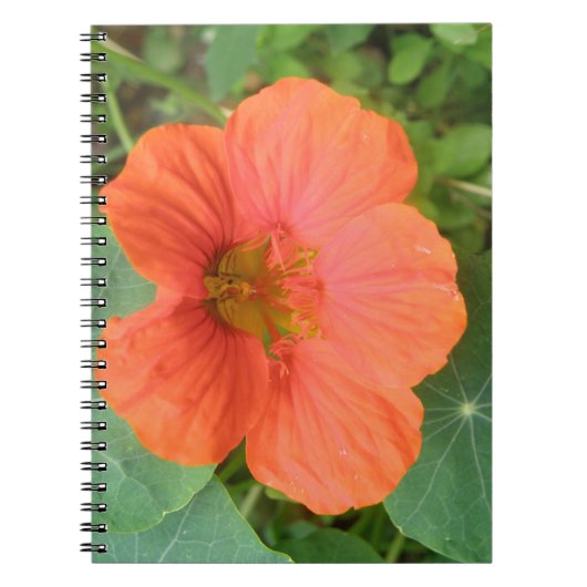 Oranje Nasturtium Bloem Notitieboek (Voorkant)