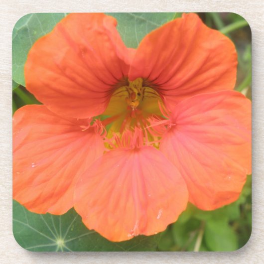 Oranje Nasturtium Bloemkurk Onderzetter (Voorkant)