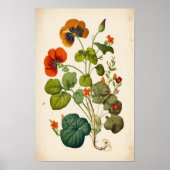 Oranje Nasturtium  Botanische wandkunst Poster (Voorkant)