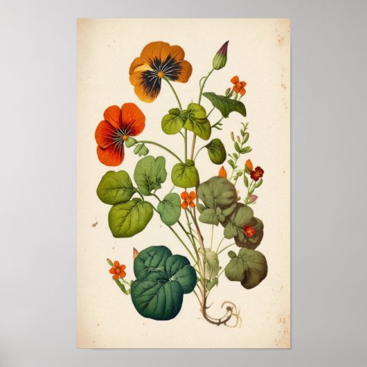Oranje Nasturtium  Botanische wandkunst Poster (Voorkant)