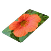 Oranje Nasturtium Flower Premium Magnet Magneet (Linkerzijde)