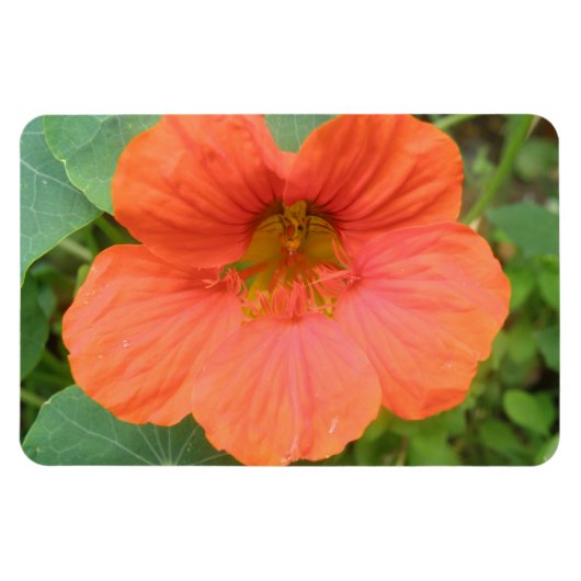 Oranje Nasturtium Flower Premium Magnet Magneet (Horizontaal)
