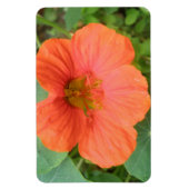 Oranje Nasturtium Flower Premium Magnet Magneet (Verticaal)