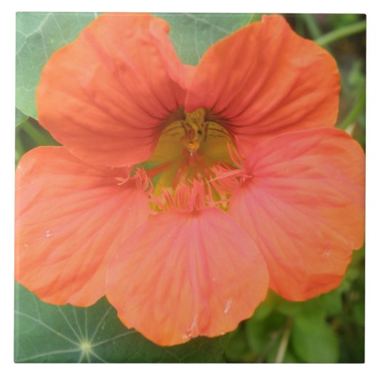 Oranje Nasturtium Flower Tegel Tegeltje (Voorkant)