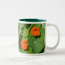 Oranje Nasturtium Mok