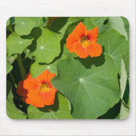 Oranje Nasturtium Muismat