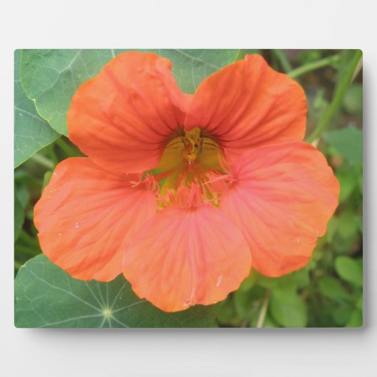 Oranje Nasturtiumblaasje Fotoplaat (Voorkant)