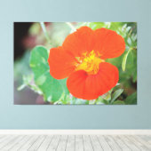 Oranje Nasturtiumbloei Canvas Afdruk (Insitu (Houten vloer))