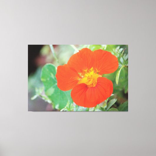 Oranje Nasturtiumbloei Canvas Afdruk (Voorkant)