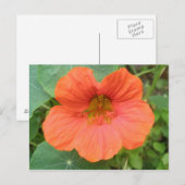 Oranje Nasturtiumventiel Briefkaart (Voorkant / Achterkant)