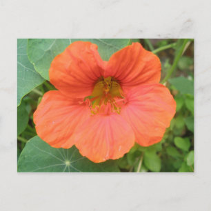 Oranje Nasturtiumventiel Briefkaart