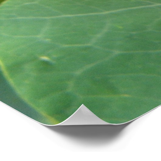 Oranje Nasturtiumventilatordruk Poster (Hoek)