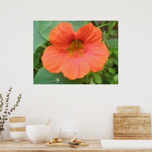 Oranje Nasturtiumventilatordruk Poster (Keuken)