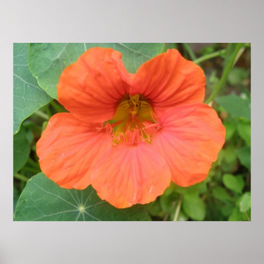 Oranje Nasturtiumventilatordruk Poster (Voorkant)