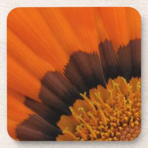 Oranje Onderzetter Gazania