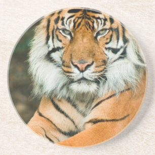 Oranje Onderzetter Tiger