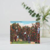  Oranje oogsttijd in Florida Travel Briefkaart (Staand voorkant)