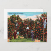  Oranje oogsttijd in Florida Travel Briefkaart (Voorkant / Achterkant)