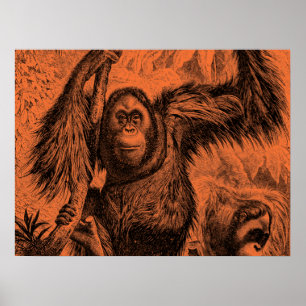 Oranje Orangutan Illustratie - aap Poster