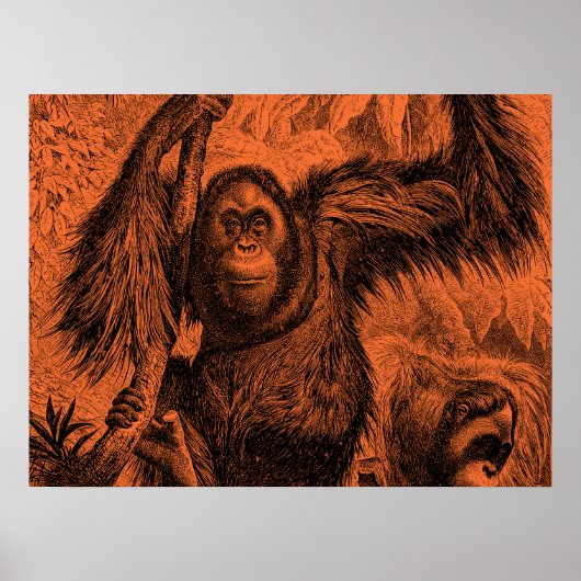 Oranje Orangutan Illustratie - aap Poster (Voorkant)