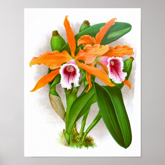 Oranje Orchid Flowers no. 10 Wall Art Print (Voorkant)
