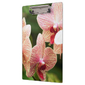 Oranje Orchidee Hybride, Zuid-Afrika Klembord (Links)