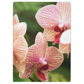 Oranje Orchidee Hybride, Zuid-Afrika Klembord (Achterkant)