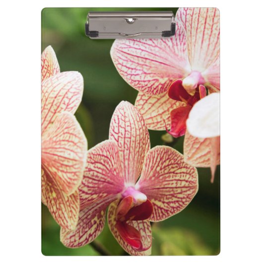 Oranje Orchidee Hybride, Zuid-Afrika Klembord (Voorkant)
