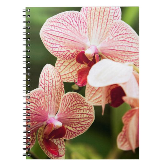 Oranje Orchidee Hybride, Zuid-Afrika Notitieboek (Voorkant)