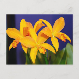 Oranje Orchideeën op Paarse achtergrond Briefkaart