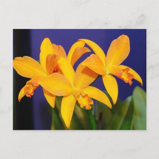 Oranje Orchideeën op Paarse achtergrond Briefkaart (Voorkant)