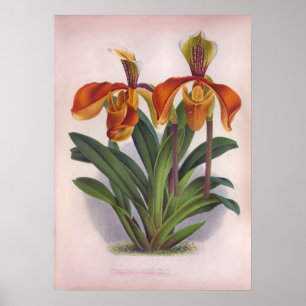  Oranje  Orchids-Cypripedium Villosum Poster